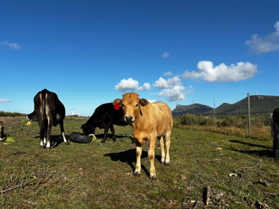 4 Bedroom Property for Sale in Gouritsmond Rural Western Cape